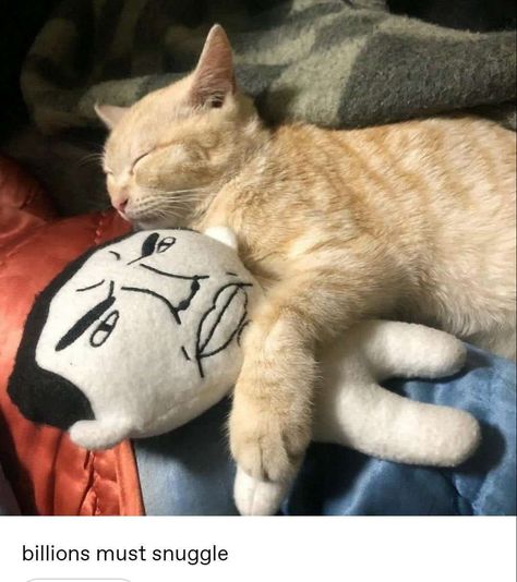 #wholesome Self Deprecating Humor, Silly Cats Pictures, I Luv U, Silly Animals, Funny Dude, Silly Pictures, Silly Cats, Cat Pics, Cool Cats