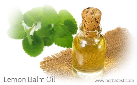 Lemon Balm Oil, Homemade Toiletries, Lemon Balm Essential Oil, Verbena Plant, Homemade Lotions, Herbal Oils, Kill Bugs, Lavender Herb, Making Essential Oils