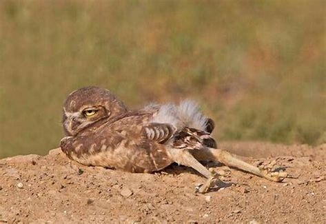 Owl Legs, Wildlife Pictures, Interesting Animals, Owl Pictures, Funny Birds, Owl Lovers, Owl Bird, Baby Owls, Cute Wild Animals