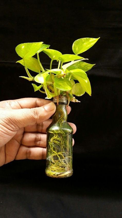 Growing Plants In Water, Plants Grown In Water, Tanaman Air, Indoor Water Garden, Plants In Bottles, Interior Boho, Plant Benefits, Ivy Plants, Money Plant