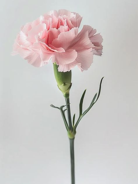 ->> more details in ai-img-gen.com Pink Carnation Flower, Elegant Beauty, Pink Carnations, Carnation Flower, White Backdrop, Single Flower, Simple Elegance, White Background, Flowers