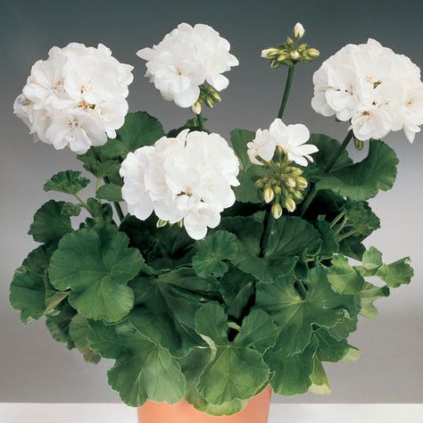 Daredevil® Snow - Zonal Geranium - Pelargonium zonale | Proven Winners Tattoo Garden, Ornamental Cabbage, White Plants, Proven Winners, Fragrant Flowers, Hanging Basket, 3d Flowers, Watercolour Tutorials, Different Flowers