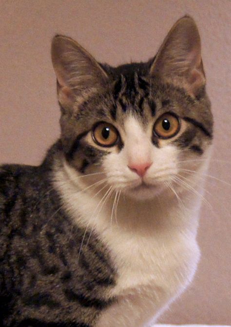 Cali is a stunning little tuxedo tabby, with gray stripes and bright white mask, bib and socks. She has the most beautiful amber eyes, round like a fancy American Shorthair. She’s been around lots of other cats and is able to blend in, so she’d probably do fine at your house, too. At around 7 months, she’s just hitting my Catolescence, so she still loves her cat toys! She’d probably be best in a home with older children. Tabby Tuxedo Cat, Tuxedo Tabby Cat, White And Tabby Cat, Cat Gray And White, Mackerel Tabby Cat, Gray Striped Cat, Mackerel Tabby, Grey And White Long Haired Cat, Brown Tabby And White Cat