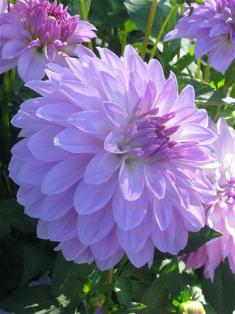 °cottage garden° DAHLIA Garden Dahlia, Messy Garden, Outside Fun, Flowers To Paint, Grandma's Garden, Australian Natives, Grandmas Garden, Purple Garden, Dahlia Flower