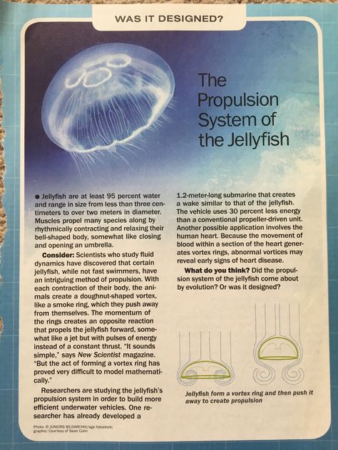 Propulsion system of jellyfish Jellyfish Username Ideas, Different Types Of Jellyfish, Jellyfish Diagram, Jellyfish Information, Jellyfish Things, Jellyfish Anatomy, Types Of Jellyfish, Jellyfish Poster, Jellyfish Species