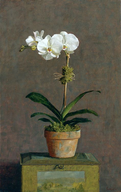 Judith Pond Kudlow | OIL | White Orchid White Orchids Painting, Orchid Painting Oil, Orchid Still Life Photography, Orchid Art Painting, Orhidee Flowers, Orchid In Vase, Orchid Painting, Potted Orchid, Orchid Art