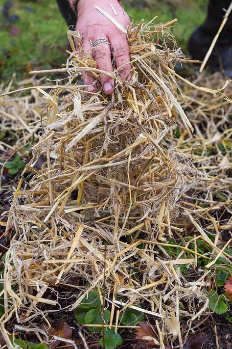 Strawberry Bush, Strawberry Beds, Winter Vegetables Gardening, Strawberry Garden, Blueberry Bushes, Growing Strawberries, Garden Veggies, Strawberry Plants, Veg Garden