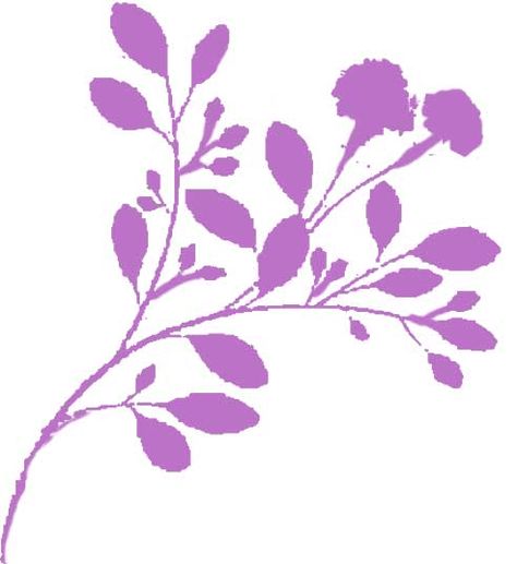 Wisteria Illustration, Wisteria, Flowers