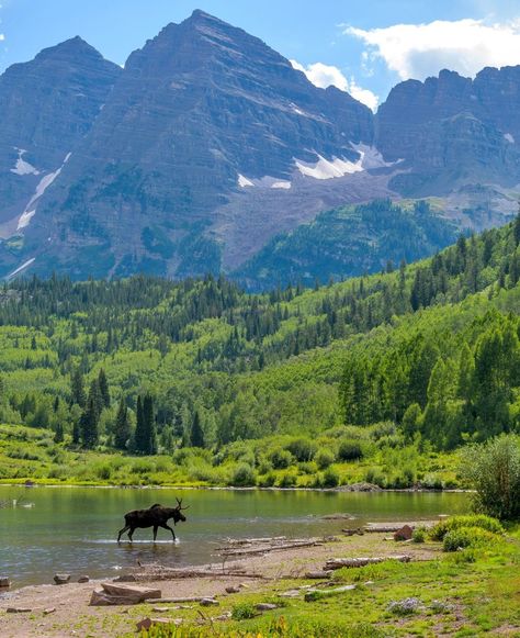 🌄 #MaroonLakeMoose 🦌 Young moose with one antler walking beside Maroon Lake at the base of Maroon Bells, Aspen, Colorado, USA, under the warm glow of a summer evening. Aspen Colorado Summer, Dream Proposal, Travel Aesthetics, Colorado Summer, Maroon Bells, Aspen Colorado, Colorado Usa, Summer Evening, Aspen