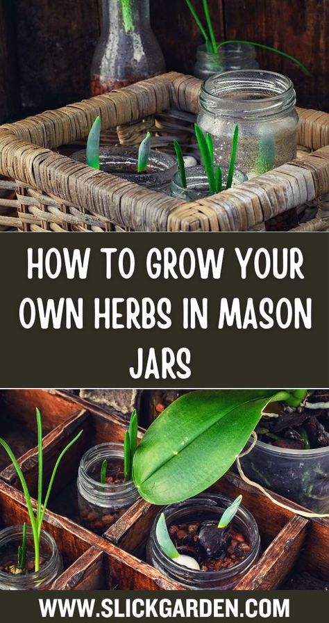 "Looking for a creative way to grow herbs at home? Try making a Mason jar herb garden—perfect for small spaces and beginner gardeners." Herbs In Mason Jars, Jar Herb Garden, Growing Herbs At Home, Herbs At Home, Mason Jar Herbs, Mason Jar Herb Garden, Plants In Jars, Outdoor Herb Garden, Grow Herbs