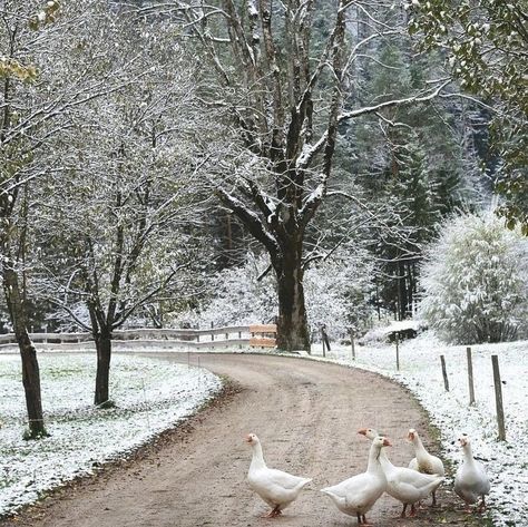 Winter In The Woods, Winter Love, Winter Scenery, Dirt Road, English Countryside, Winter Aesthetic, Winter Time, Winter Scenes, Landscape Photos