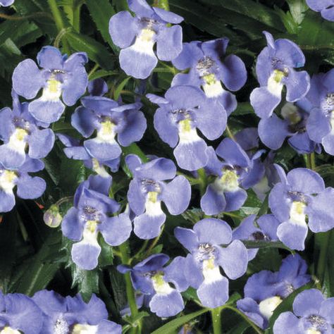 Angelface® Dresden Blue Angelonia is a summer snapdragon that will reach a height of 24" in your garden. Angelface blooms best when the heat is on, and will last at least a week once cut for a vase of flowers inside. Some say the blooms smell like grape soda!   http://emfl.us/VnId    #ProvenWinners Heat Tolerant Plants, Full Sun Annuals, Snapdragon Flowers, Annual Garden, Red Plants, Patio Pots, Sun Garden, This Heat, Border Plants