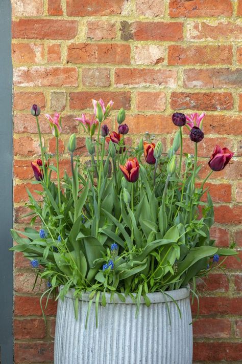 How to plant the perfect pot of tulips - Country Life Tulip Pots, Form And Function, Spring Bulbs, Yard Design, Country Garden, Country Gardening, Garden Gates, Spring Green, Container Plants