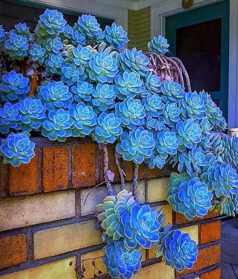 Succulent Landscaping Front Yard, Indoor Succulent Planter, Succulent Garden Landscape, Succulent Decor, Succulent Garden Indoor, Blue Succulents, Succulent Garden Design, Succulent Landscaping, Succulent Garden Diy