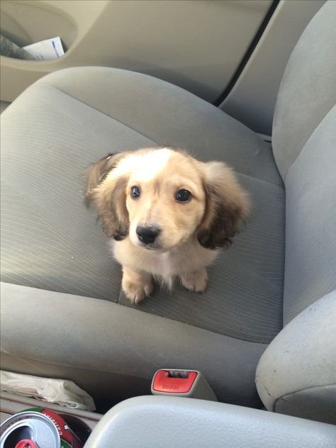 English cream long haired dachshund Cream Long Haired Dachshund, Daschund Puppies, Dachshund Breed, English Cream, Dachshund Funny, Long Haired Dachshund, Popular Dog Breeds, Most Popular Dog Breeds, Weenie Dogs