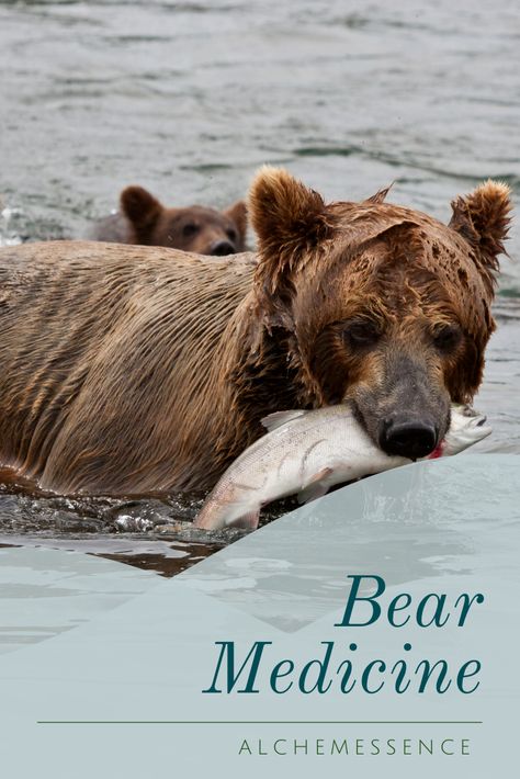 What does bear spirit animal mean? #bear #spiritanimal #shamanism Bear Medicine, Bear Spirit Animal, Animal Medicine, Bear Tattoo, Bear Carving, Power Animal, Grizzly Bear, Animal Totems, Brown Bear