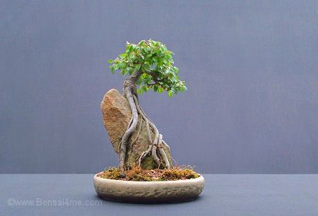 Development of Root Over Rock Bonsai - [ Click above for an article (in 2 parts w/ lots of pics) on how to grow this really spectacular bonsai style. CAUTION: You'll need the patience to work slowly for a decade or so (at least). I think the results are worth the effort. - PSC] Buxus Microphylla, Bonsai Mame, Elm Bonsai, Jade Bonsai, Bonsai Tree Types, Bonsai Tree Care, Bonsai Techniques, Mame Bonsai, Indoor Bonsai Tree