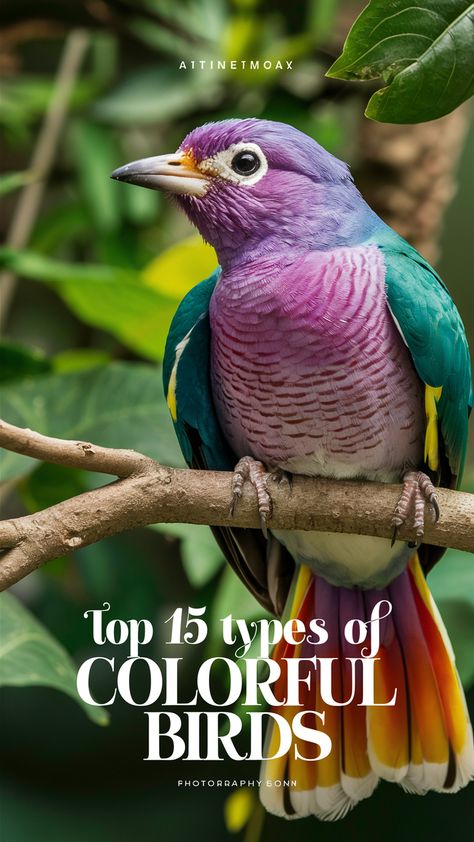 Immerse yourself in the world of ornithology with these Types Of Colorful Birds 🦜📚 #BirdStudies #BirdEnthusiast Most Beautiful Birds In The World Nature, Unusual Birds, Wild Birds Photography, Male Peacock, Unique Birds, Greater Flamingo, Weird Birds, Lilac Breasted Roller, Painted Bunting