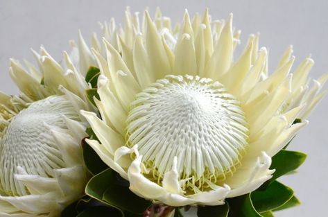 King protea flower bunch isolated on a w... | Premium Photo #Freepik #photo #background #flower #frame #wedding King Protea Flower, White Protea, Protea Plant, Flower On White Background, King Protea, Protea Flower, Flower Bunch, Bunch Of Flowers, Premium Photo