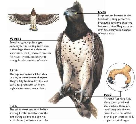 Eagle Facts, Martial Eagle, South African Birds, Flight Feathers, Habitat Destruction, Acacia Tree, Tanzania Safari, Eagle Bird, Travel Marketing