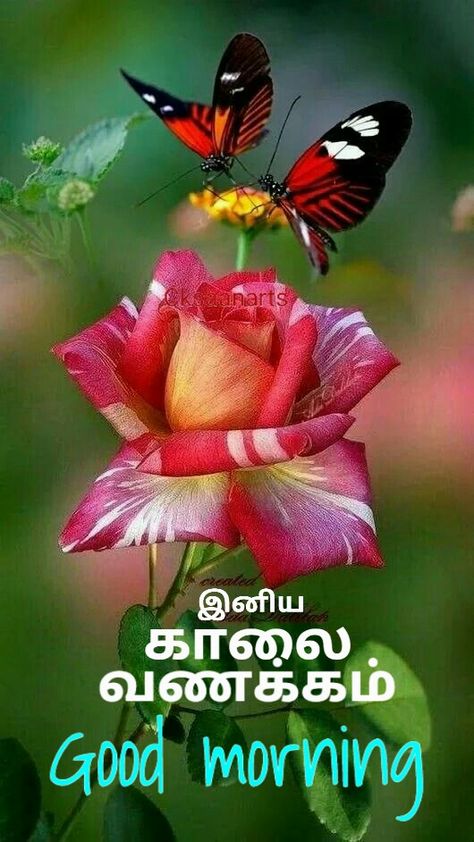 Good Morning Images In Tamil, Good Morning Beautiful Flowers, Good Morning Life Quotes, Good Morning Beautiful Pictures, Good Morning Image Quotes, Good Morning Wishes Quotes, Morning Wishes Quotes, Morning Inspirational Quotes, Cute Love Pictures