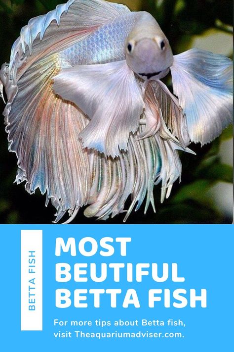 Dumbo Betta Fish, Dumbo Halfmoon Betta, Beta Fish Types, Elephant Ear Betta Fish, Black Betta Fish, Types Of Betta Fish, Rare Betta Fish, Beta Tanks, Betta Fish Colors