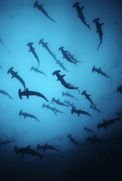 The Sea: the first wonder of the world – in pictures | Environment | The Guardian Ocean Predators, Scalloped Hammerhead, Hammerhead Sharks, Save The Sharks, Creature Marine, Swimming In The Ocean, Cocos Island, Sea Photography, Hammerhead Shark