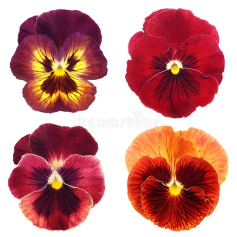 Set of red pansy royalty free stock images Pansy Tattoo, Life Crisis, Illustration Ideas, Pansies Flowers, 수채화 그림, Botanical Painting, Painting Flowers, Symbolic Tattoos, Flower Cards