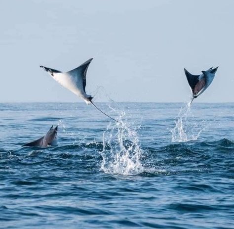 Manta rays. Photo: Vidal Davalos. Manta Ray Photo, Manta Ray Nails, Manta Ray Aesthetic, Marine Tattoos, Marine Tattoo, Sting Rays, Weird Sea Creatures, Professional Aesthetic, Manta Rays