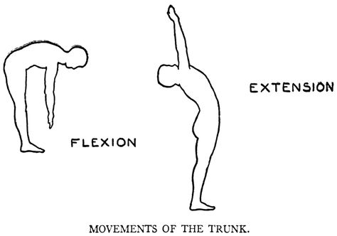 Pilates For Beginners: part three (flexion and extension) Spinal Extension Exercise, Anatomy Terms, Back Extension Exercises, Reverse Hyperextension, Flexion And Extension, Knee Replacement Exercises, Stiff Leg Deadlift, Back Extension, Hip Strengthening Exercises