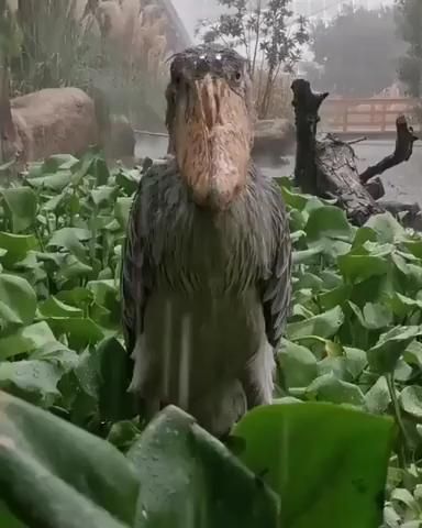 Shoebill stork stands still in the rain, staring at you judgmentally. [Video] | Shoebill stork, Shoebill, Stork Rain Meme, Shoebill Bird, Bird Meme, Shoebill Stork, Animals Tattoo, Tattoo Nature, Standing In The Rain, Staring At You, Rare Birds