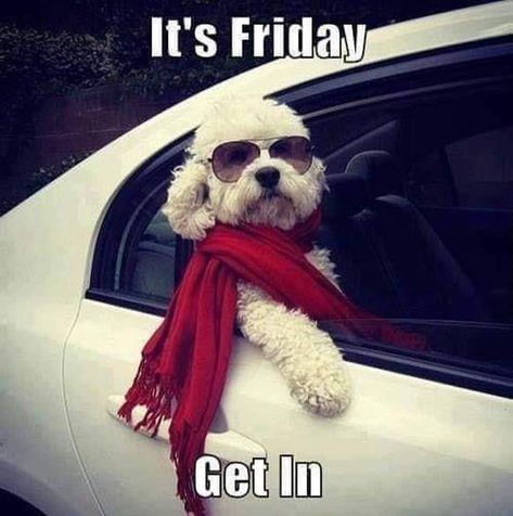 Let's Do This! Love My Dog, Friday Humor, White Dog, It's Friday, Bichon Frise, Hamsters, I Love Dogs, Happy Friday, Puppy Love