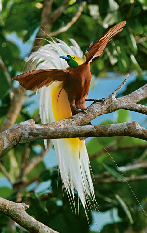 Greater Bird Of Paradise, Paradise Pictures, Forest Habitat, Most Beautiful Birds, National Geographic Magazine, Rare Birds, Bird Of Paradise, Exotic Birds, Bird Drawings