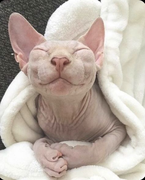 Hairless Kitten, Cute Hairless Cat, Hairless Cats, Kitten Care, Silly Cats Pictures, Hairless Cat, Sphynx Cat, Silly Animals, Cat Aesthetic