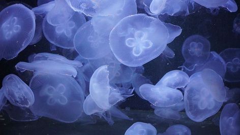 Jellyfish Wallpaper Desktop, Jellyfish Wallpaper, Blue Jellyfish, Marine Aquarium, Jelly Fish, Blue Wallpaper, Public Domain Images, Download Free Images, Backgrounds Desktop