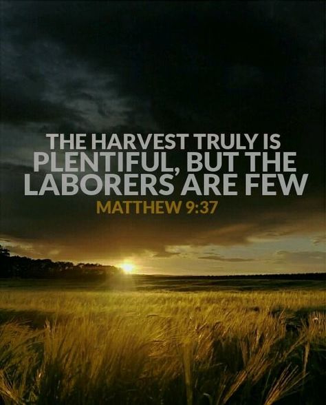 Then He said to His disciples, “The harvest truly is plentiful, but the laborers are few... Matthew 9:37 The Harvest Is Plentiful, Thanksgiving Bible Verses Printables, Thanksgiving Bible Verses, 2 Chronicles 7:14, God Is Amazing, Favorite Scriptures, Verses Wallpaper, Daily Word, Inspirational Scripture