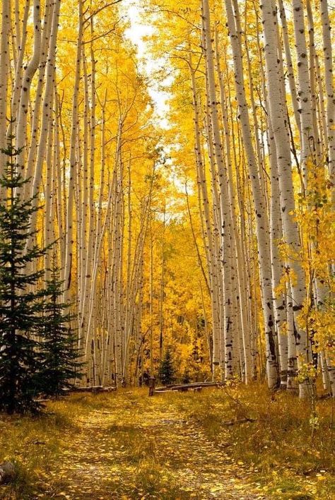 Aspen trail, Wyoming (photo by David Cleaver) - Outdoors Fall Season Pictures, Aspen Trees Photography, Larch Tree, Tree Autumn, Aspen Tree, Abstract Tree Painting, Autumn Foliage, Jackson Hole Wyoming, Mystical Forest