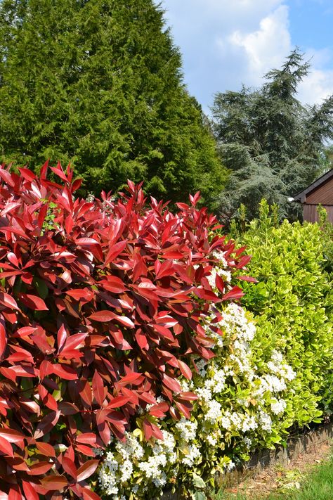 Colourful shrubs can easily transform an average green garden hedge into something far more exciting 💚 Just have a look at this one - variegated Japanese Spindle 'Elegantissimus Aureus' mixed with green Oval-Leaf Privet, a flowering shrub and Photinia 'Red Robin'. Would you like a hedge like this for your own garden? Photinia Red Robin Hedge, Mixed Hedge, Red Robin Hedge, Red Leaf Plant, Backyard Bed, Sunny Backyard, Hillside Gardening, Laurel Hedge, Photinia Red Robin