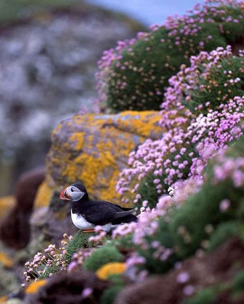 Puffin, Handa Island, Scotland Scotland Photos, Great Scot, Amazing Birds, Animal Magic, Lovely Animals, Scottish Islands, Airbrush Art, On The Rocks, Scotland Travel