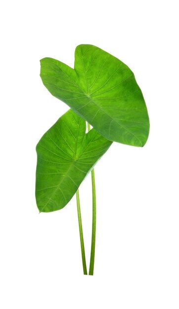 Elephant Ear Plant Tattoo, Elephant Butterfly Ears, Taro Leaf, Colocasia Esculenta, Forest Elephant, Elephant In The Jungle, Colocasia Redemption, Background Food, Elephant Ears