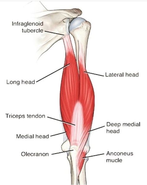 Tricep Anatomy, Triceps Anatomy, Triceps Brachii Muscle, Biceps Brachii Muscle, Avulsion Fracture, Good Arm Workouts, Ulnar Nerve, Rotator Cuff Injury, Biceps Brachii