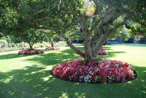 planting under trees Garden Ideas Under Trees, Tree Landscaping, Plants Under Trees, Landscaping Around Trees, Front Yard Landscaping Pictures, Front Landscaping, Big Tree, Flower Bed, Garden Trees