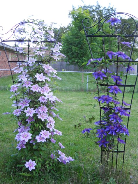 Keys Braids, Indoor Hanging Plants, Best Indoor Hanging Plants, Outdoor Garden Bar, Clematis Trellis, Garden Ladder, Clematis Plants, Landscaping Flowers, Fall Garden Vegetables