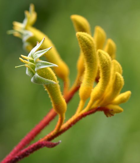 Kangaroo Paw Plant, Wildflower Mural, Australian Native Garden, Australian Wildflowers, Australian Flowers, Australian Native Flowers, Australian Plants, Australian Native Plants, Kangaroo Paw