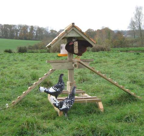 Hanging feeders on the Jungle Gym Chicken Jungle Gym, Chicken Perches, Laying Chickens Breeds, Chicken Roost, Baby Chicks Raising, Urban Chicken Farming, Chicken Toys, Egg Laying Chickens, Urban Chickens