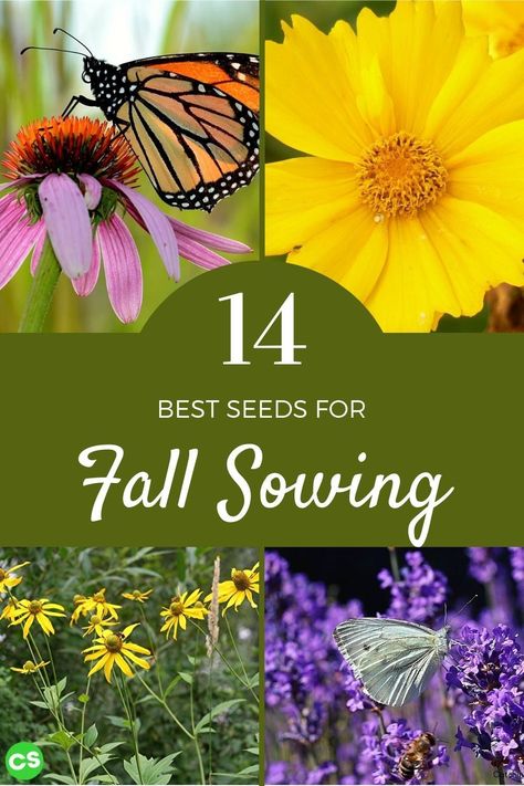 Seeds To Sow In Fall, Seeds For Fall Planting, Planting Wildflower Seeds In Fall, Fall Planting Perennials Zone 5, Fall Sowing Seeds, Best Flowers To Plant In Fall, Seeds To Plant In Fall, Flower Seeds To Plant In Fall, Fall Planting