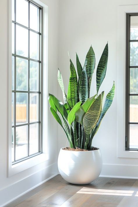 Plants Office Space, Indoor Plants Low Maintenance, Plants In Office Space, Low Maintenance Plants Indoor, Minimal Plant Decor, Easy Maintenance Plants, Home Plants Indoor, Best Indoor Plants For Beginners, Interior Greenery