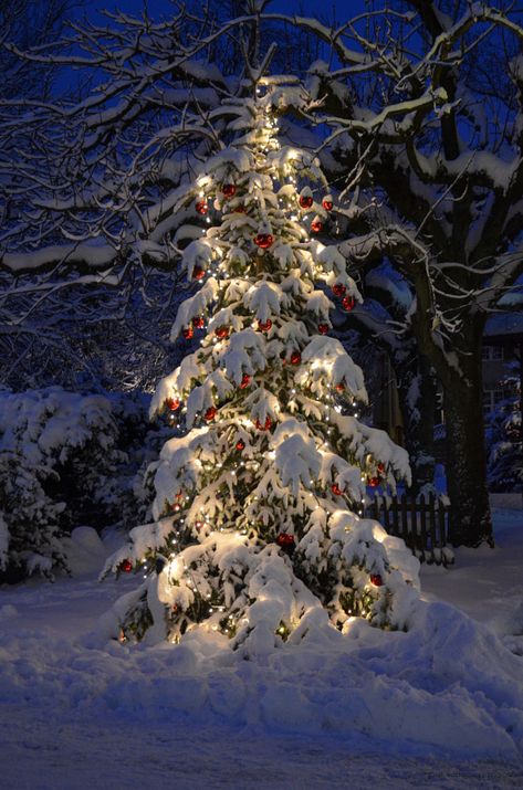 Chronicles of a Love Affair with Nature — Ice Tree by Jeffrey J Nagy Christmas Lights Outdoor Trees, Christmas Lights Wallpaper, Lights Decoration, Christmas Tree With Snow, Winter Holiday Decorations, Christmas Dreaming, Outdoor Christmas Tree, Christmas Scenery, Winter Wonderland Christmas