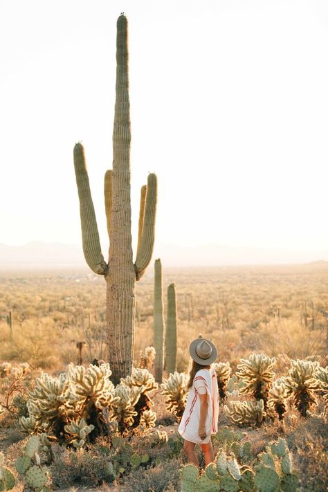 Saguaro National Park Photoshoot, Saguaro Photoshoot, Saguaro National Park Photography, Desert Senior Pictures Arizona, Tucson Photoshoot, Arizona Picture Ideas, Arizona Photoshoot, Tuscon Az, Arizona Aesthetic