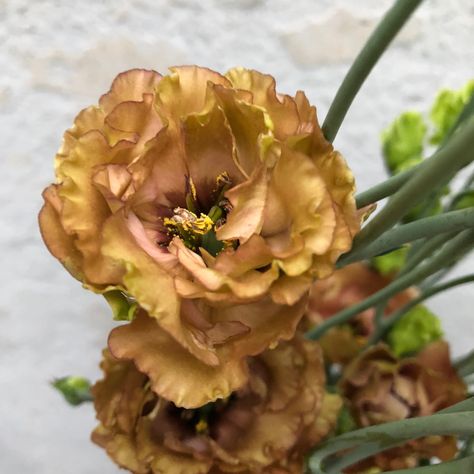 Lisianthus Rosanne Brown Rosanne Brown Lisianthus, Brown Wedding Flowers, Brown Lisianthus, Bronze Flowers, Floral Names, Desert Boho, Flower Varieties, Long Stem Flowers, Flower Picture